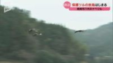 周南市八代で保護されていたナベヅル3羽の放鳥作業 初日はケージから出ず放鳥作業は18日に持ち越し