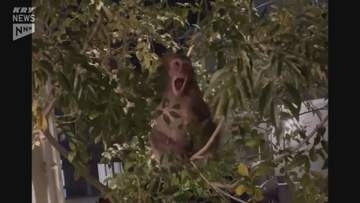 【多発】住宅地でサルに触られる「びっくりしお互いが威嚇」今月だけで7件の接触事案（山口・周南市）