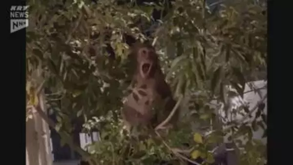 【多発】住宅地でサルに触られる「びっくりしお互いが威嚇」今月だけで7件の接触事案（山口・周南市）