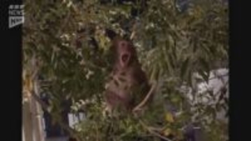 【多発】住宅地でサルに触られる「びっくりしお互いが威嚇」今月だけで7件の接触事案（山口・周南市）