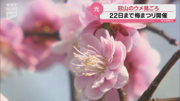 期間限定の「梅大福」も大人気！光市の冠山総合公園のウメが見ごろ