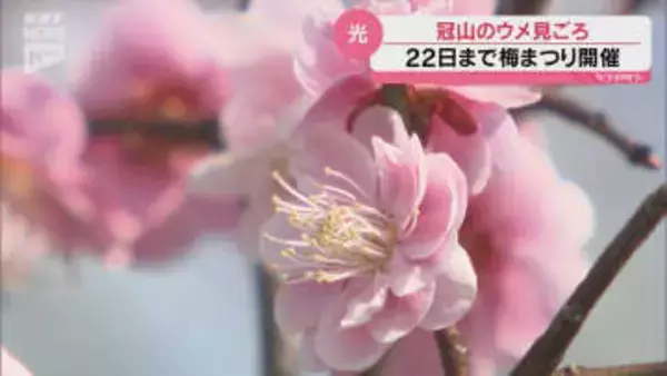 期間限定の「梅大福」も大人気！光市の冠山総合公園のウメが見ごろ