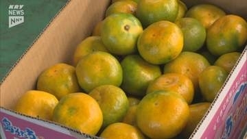 「1個食べたら次また手が出ます」平均糖度は10・3度！ここ数年にない高い数値…「山口大島みかん」の初荷出発式