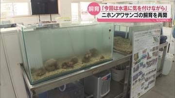「今回こそは！」周防大島高校の生徒たちが1年ぶりにニホンアワサンゴの飼育に挑戦