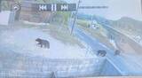 「防犯カメラにはクマの姿がはっきりと 柳井の住宅の敷地内でクマ3頭が確認される」の画像1