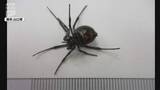 「岩国錦帯橋空港でクロゴケグモが見つかる 県内では6年ぶりの確認」の画像1