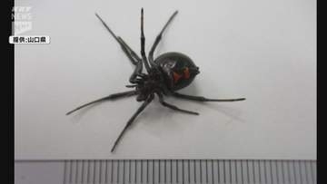 岩国錦帯橋空港でクロゴケグモが見つかる 県内では6年ぶりの確認