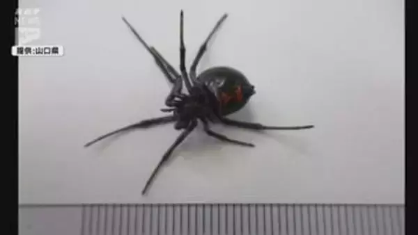 岩国錦帯橋空港でクロゴケグモが見つかる 県内では6年ぶりの確認