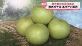 「美祢市の特産「秋芳梨」が出荷開始！味が深くて糖度も高い」の画像1