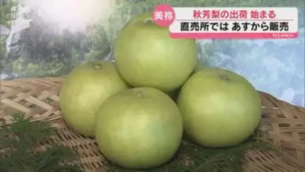 美祢市の特産「秋芳梨」が出荷開始！味が深くて糖度も高い