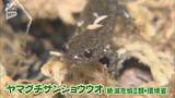 「「絶滅危惧種じゃなくしたい」小さな手で守るふるさとの命　長門市でヤマグチサンショウウオの保護活動」の画像1