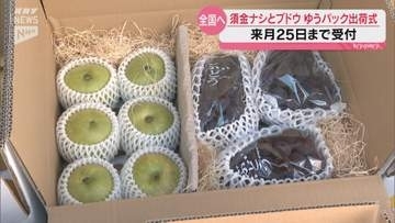 「例年以上の糖度」秋の味覚・須金のブドウとナシを全国へ