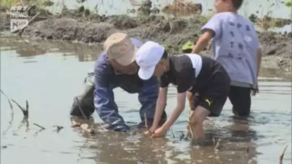 岩国市で児童が市の特産品「岩国れんこん」の植え付けを体験
