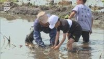 岩国市で児童が市の特産品「岩国れんこん」の植え付けを体験