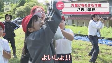 高い実も竹でツンツン！八坂小の児童が約16キロの梅を収穫