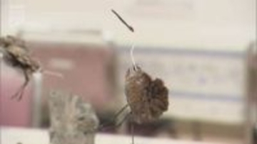 本州唯一のナベヅルの越冬地・周南市八代～地元の小学生が地域に伝わる工芸品づくりに挑戦