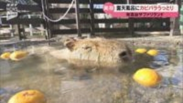 頭からざぶんと…恒例のカピバラ露天風呂がスタート～山口・美祢の秋吉台サファリランド
