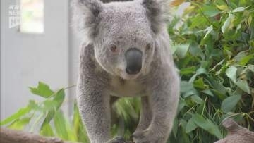 コアラを徳山動物園に！市が誘致に向け調査進める 知名度向上にも期待（山口・周南市）