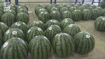 県内最大のスイカの産地＝萩市相島でスイカの出荷始まる 8月中旬ごろまでに1万5000玉の出荷目指す