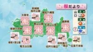 【山口天気 夕刊4/1】雨が上がったらサクラ鑑賞を！　木～金曜は日ざし十分の陽気も　土曜は強まる雨風が心配