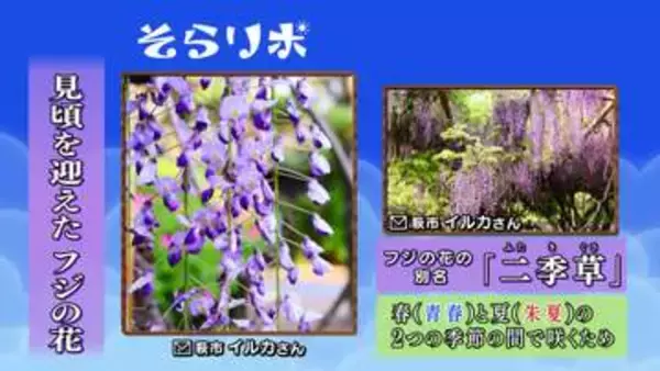 【山口天気 夕刊4/24】フジの花は別名「二季草」見頃を迎えたこの時期は 紫外線の強さに要注意
