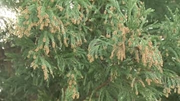 山口県でスギ花粉飛散開始…県医師会が宣言