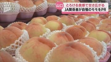 全国2位の産地・福島から“歯ごたえ抜群”のモモ「あかつき」が山口へ