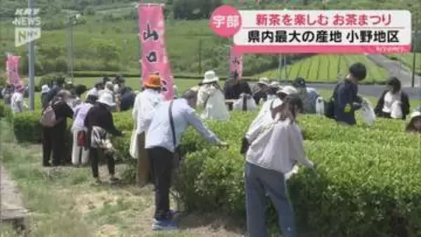 宇部市小野で「お茶まつり」開催~新茶販売や茶摘み体験も