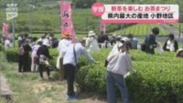宇部市小野で「お茶まつり」開催~新茶販売や茶摘み体験も