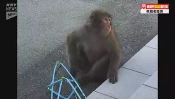 またもサルが…山口・周南で女性（50代）がサルに服を触られる　接触事案は4日連続で今月に入り5件目