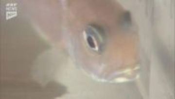 キロ3～5万円！超高級魚「シロアマダイ」を放流・7年前に山口県が稚魚の大量生産に成功（山口・長門市）