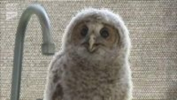 お寺の境内で子育てするのは…なんとフクロウ　山口県平生町の敎相寺　ことしも無事巣立つ！