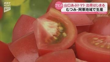 「山口あぶトマト」の出発式開催!ことしの目標出荷量は650トン・目標販売額は約2億円