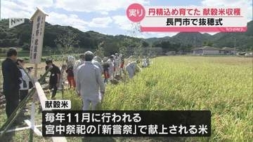 「一生に一回あるかないか」献穀米の抜穂式 11月の新嘗祭に献上（山口・長門市）