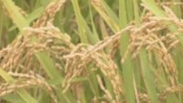 2026年コメ生産目標　主食用は5.15万t　増産目指す　香川