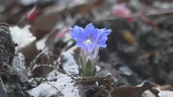 香川・小豆島に春の訪れ　見頃迎えた可憐な花を観光客ら楽しむ