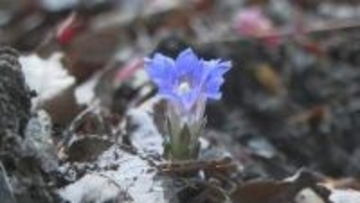 香川・小豆島に春の訪れ　見頃迎えた可憐な花を観光客ら楽しむ