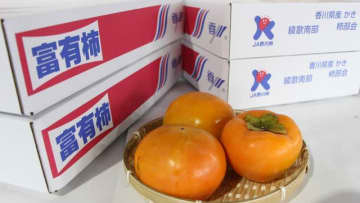 香川県の秋の風物詩「千疋の柿」　綾川町で柿の王様・富有柿の出荷始まる