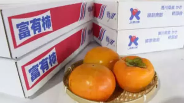 香川県の秋の風物詩「千疋の柿」　綾川町で柿の王様・富有柿の出荷始まる