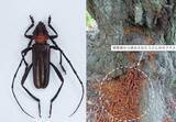 「スモモの幹からクビアカツヤカミキリのふんなどの農業被害を確認　香川・小豆島町」の画像1