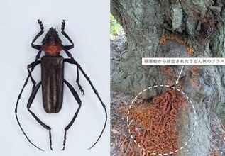 スモモの幹からクビアカツヤカミキリのふんなどの農業被害を確認　香川・小豆島町