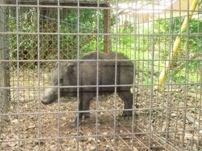 くくりわなによるイノシシ捕獲の講習会　さぬき市・坂出市・三豊市で開催　香川県
