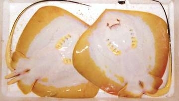 アカエイを給食に　シージビエ活用料理コンテスト　優勝10万円　香川