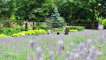 ラベンダーが見頃　蒜山高原の植物園で摘み取り体験　岡山・真庭市
