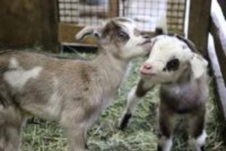 ドイツの森でヤギの双子が誕生　すくすく成長中、名前は公募へ　岡山・赤磐市