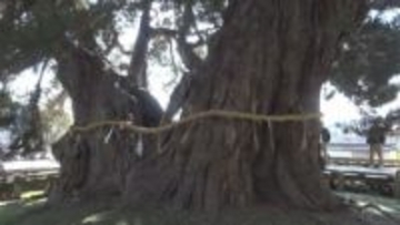 小豆島にある樹齢1600年以上と言われる木のしめ縄を新調　香川・土庄町