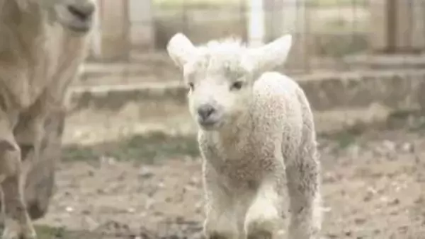 ドイツの森でベビーラッシュ　ヒツジとヤギの赤ちゃん誕生　岡山・赤磐市