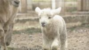 ドイツの森でベビーラッシュ　ヒツジとヤギの赤ちゃん誕生　岡山・赤磐市