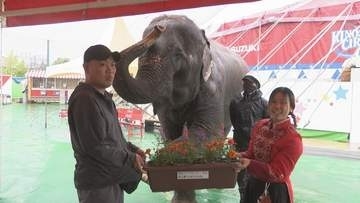 サーカスのゾウ・カンマイちゃんに花を贈呈　木下大サーカスの岡山公演前に