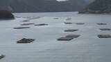 「養殖カキの生産量7割減　高水温や少雨の影響　岡山県」の画像1